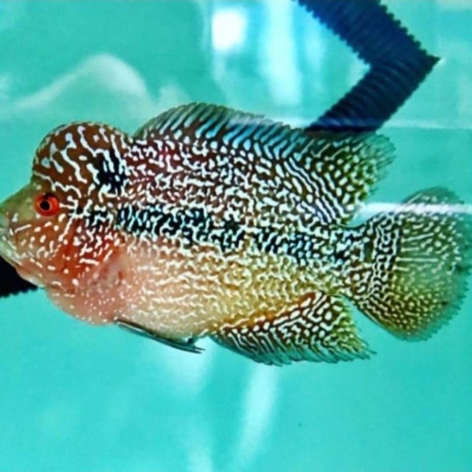 LIVE Koleksi Aquarium Lohan Srd X Cencu Size 7-8cm Garansi Ikan Louhan