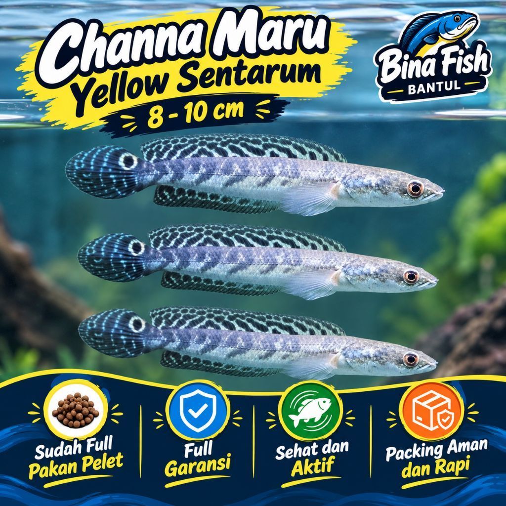Stiker Channa Maru Ys Cabung