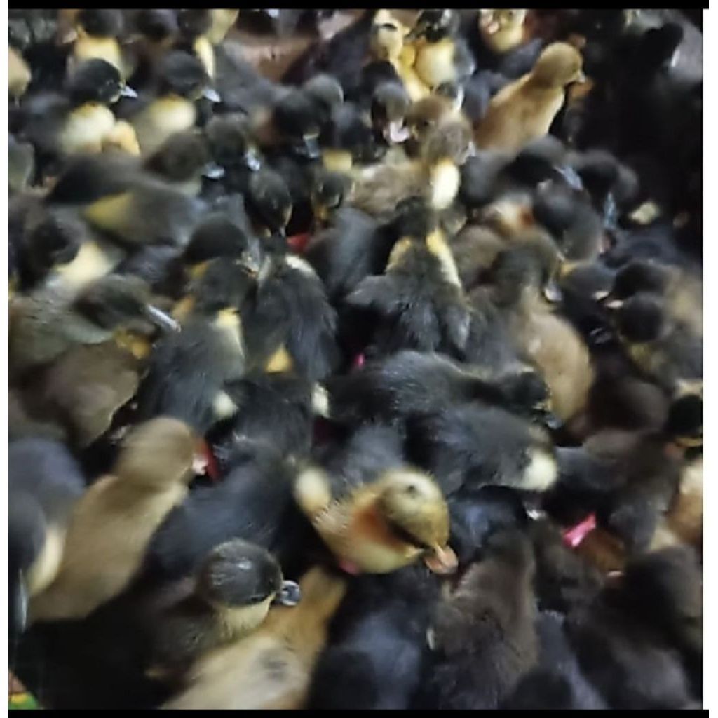 bebek hibrida pedaging - DOD hibrida - bebek pedaging