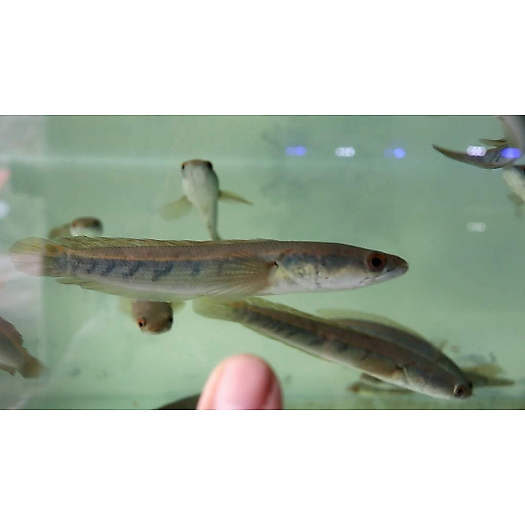 Ikan Hias Chana Maru YS (Yellow Sentarum) Baby