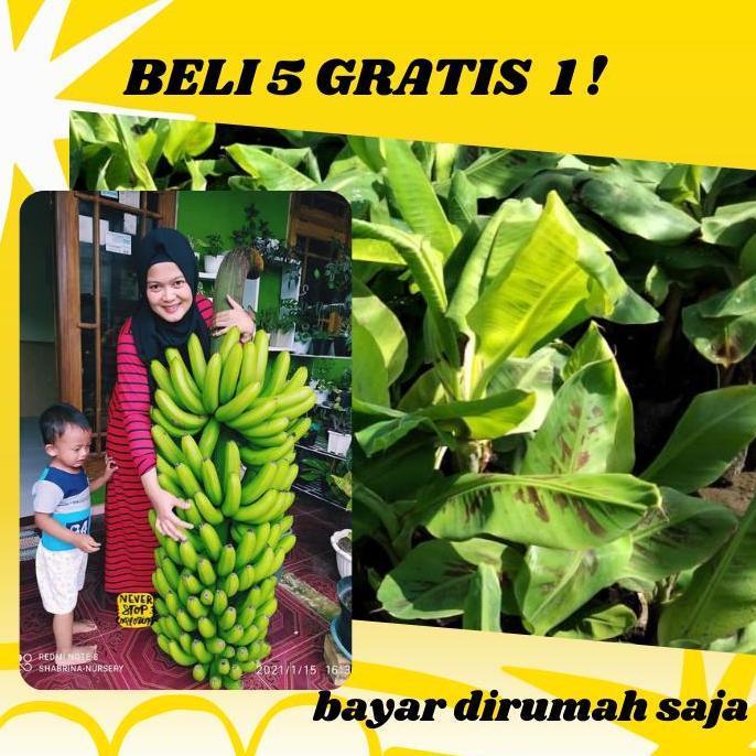 Bibit pisang cavendish varietas giant f17