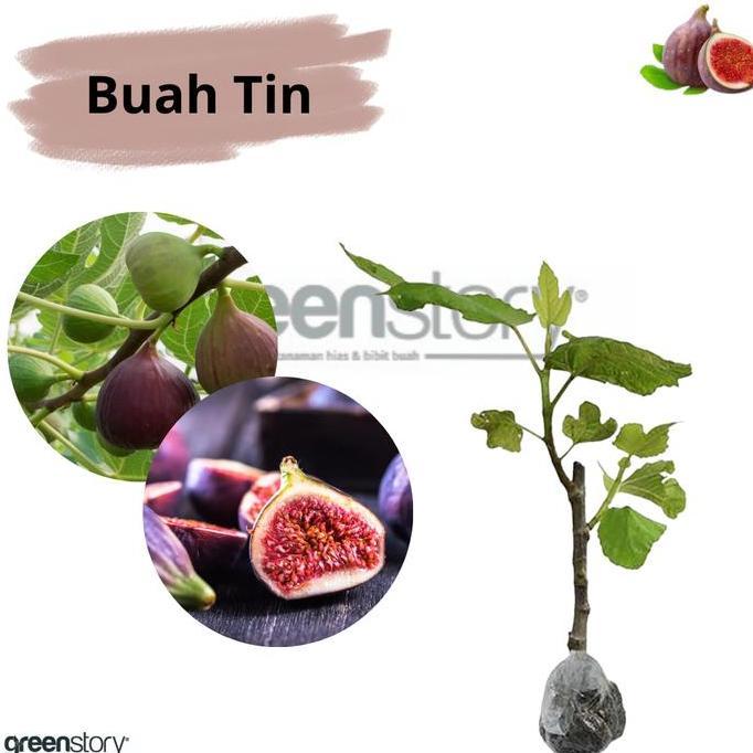 Bibit Buah Tin Pohon Buah Tin cepat berbuah