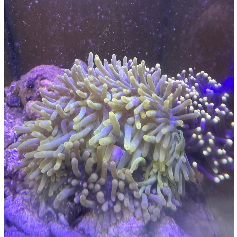 anemon clown kuning rumah nemo size besar