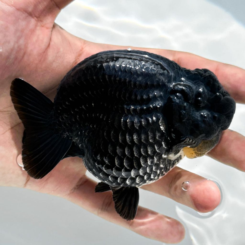 Ikan Ranchu Bahan Super Black isi 5pcs