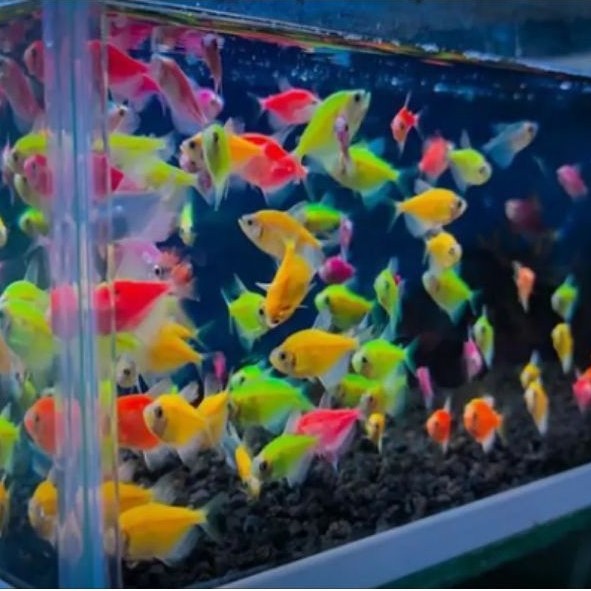 Indukan Glowfish Kualitas Joss Ukuran Indukan