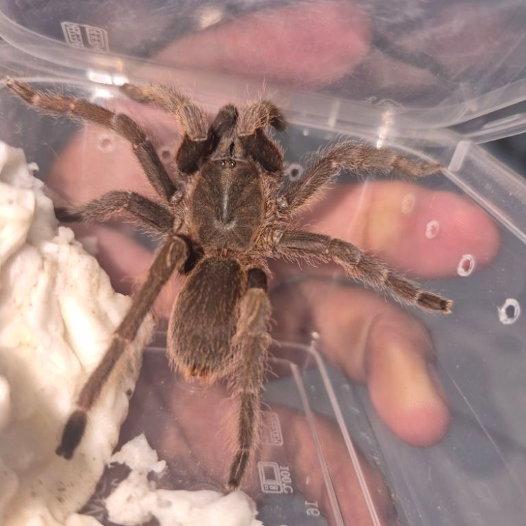 Tarantula Jawa untuk Display