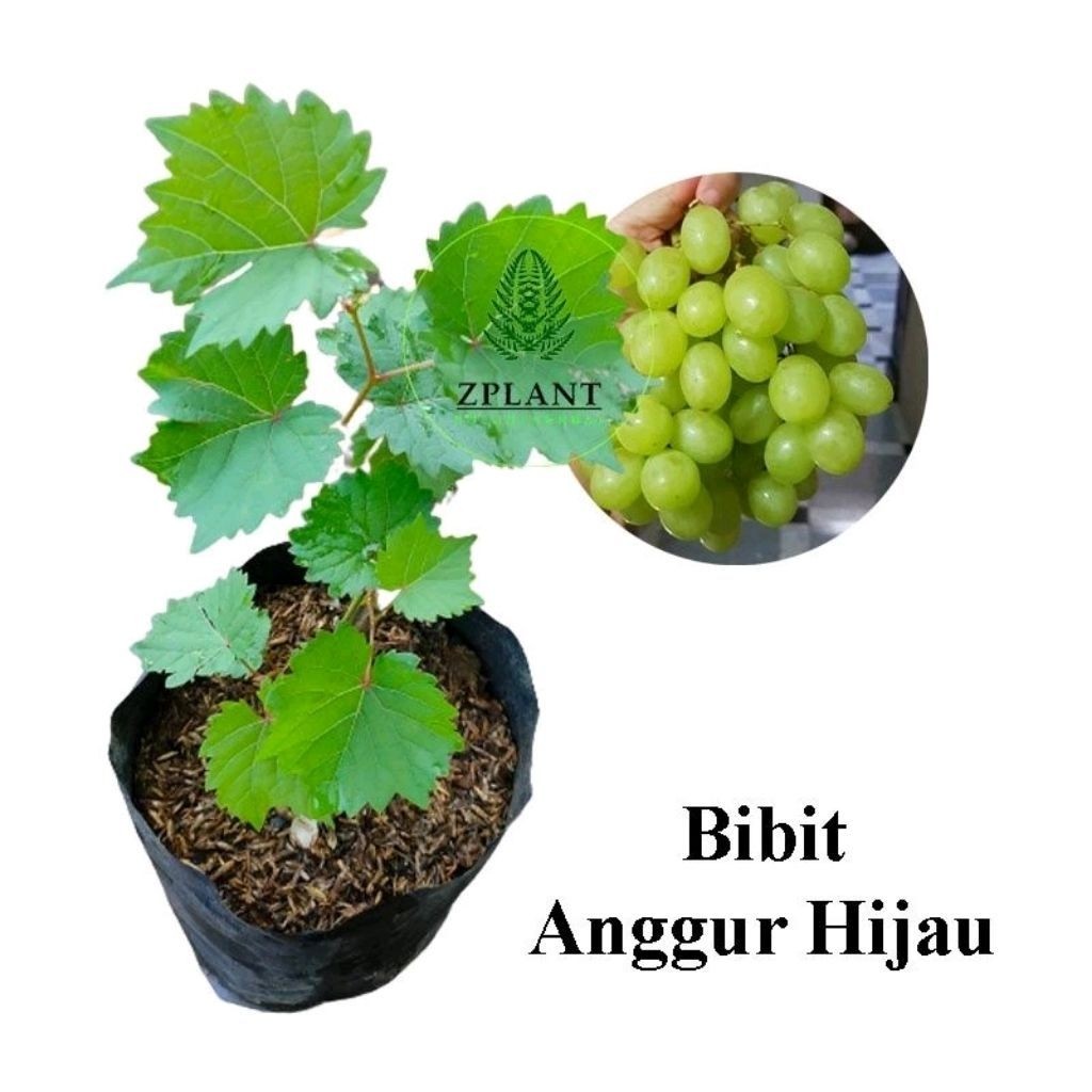 Bibit Anggur Hijau Pohon Anggur Buah Anggur Green Prince / Bibit Anggur Hijau
