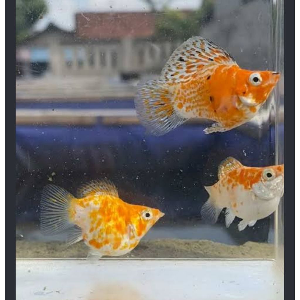 MOLLY MERPATI THAILAND