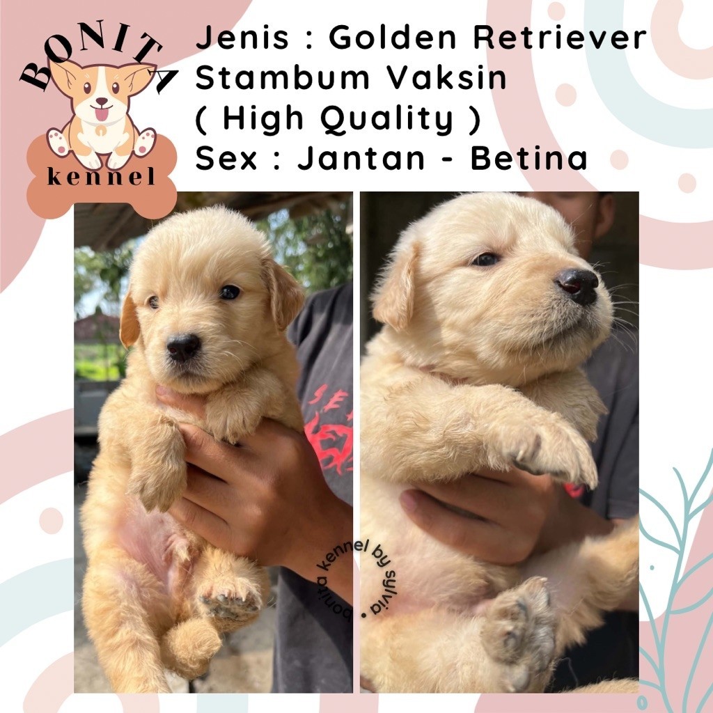 Golden Retriever Stambum Jantan Betina Anak Anjing Golden