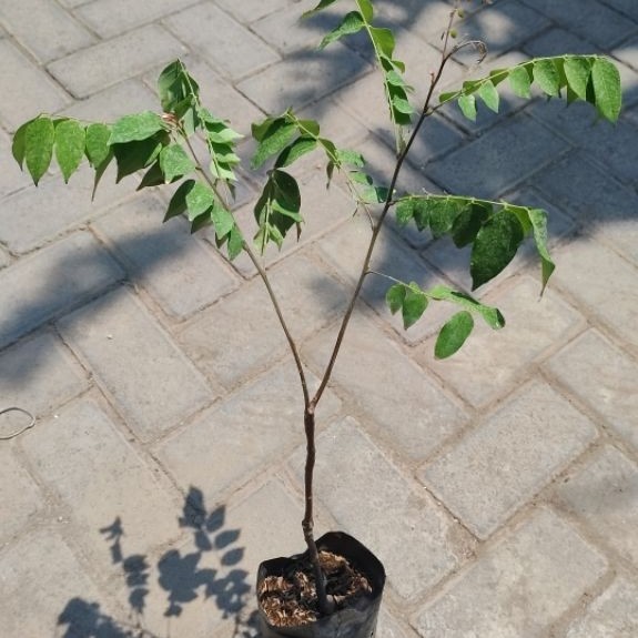 bibit belimbing madu okulasi