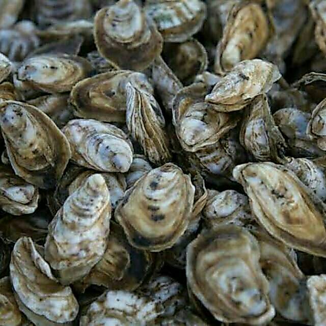 Kerang tiram hidup