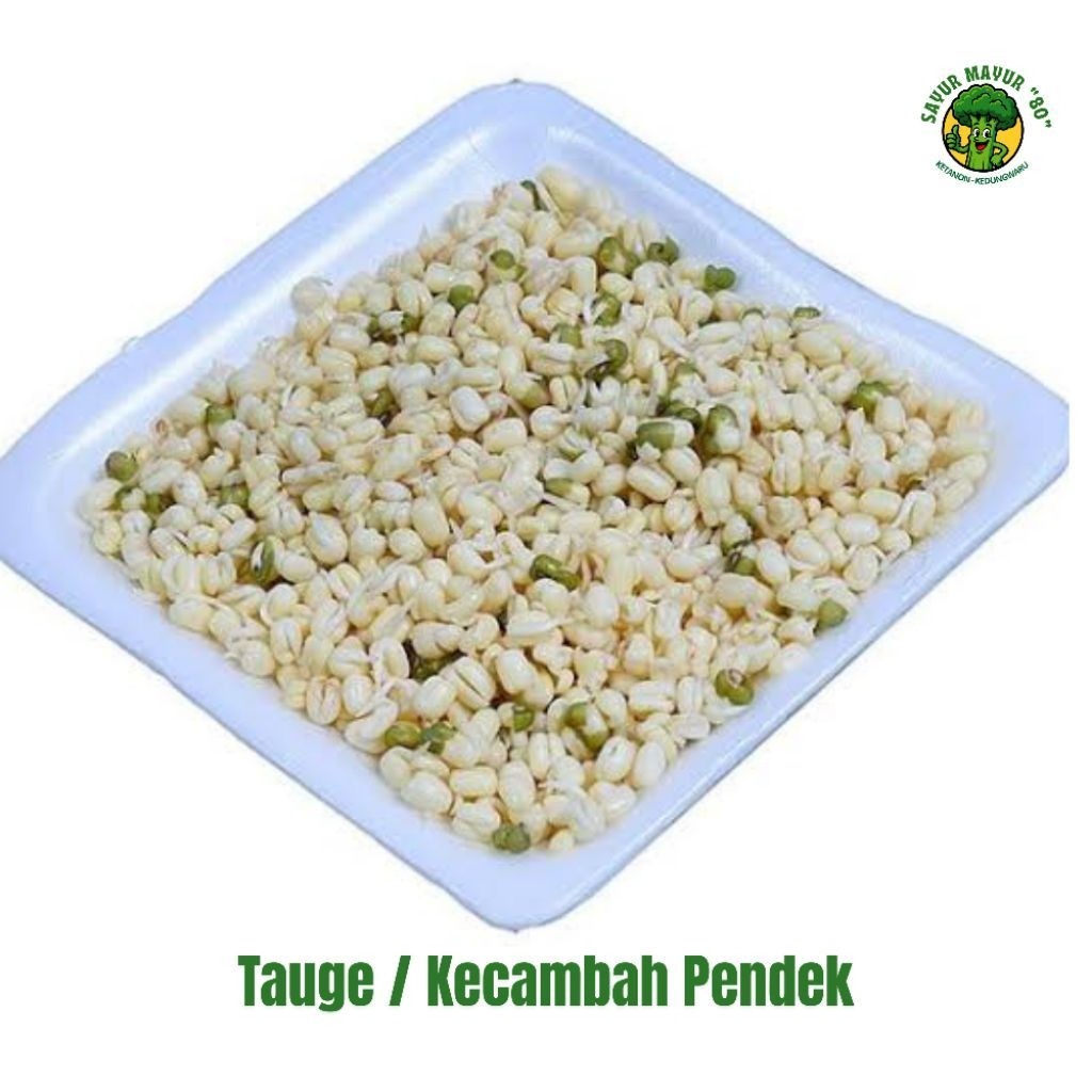 Tauge/Kecambah Pendek
