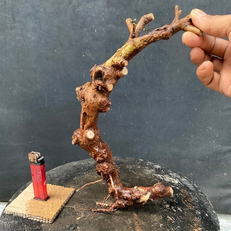 Bahan Bonsai Ileng-ileng / Mangsian / Pylantus reticulatus