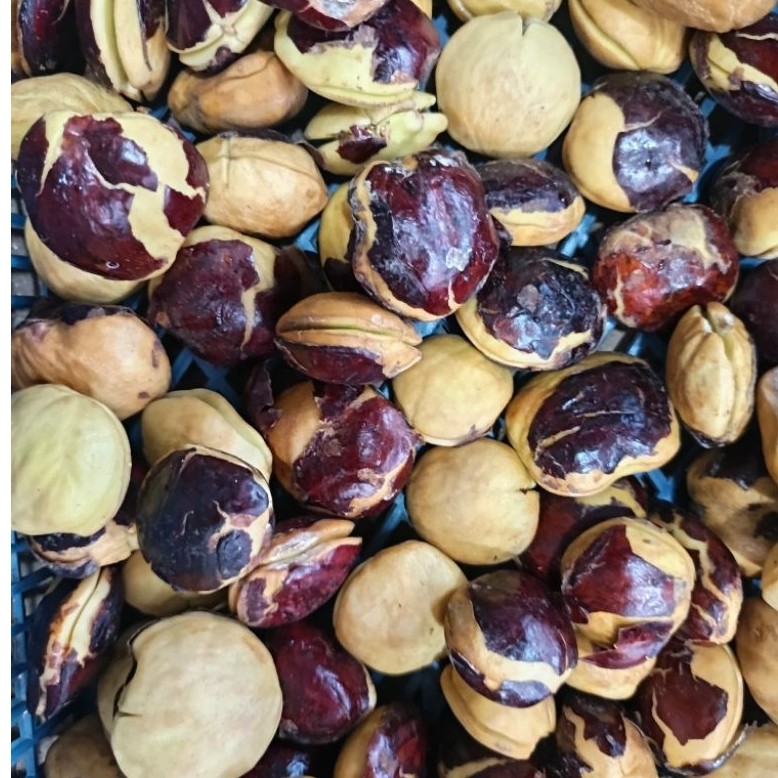 jengkol tua 100 gram
