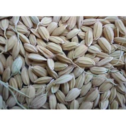 Rajakicau- Gabah Lampung / Gabah Bangkok Kecil 1 Kg