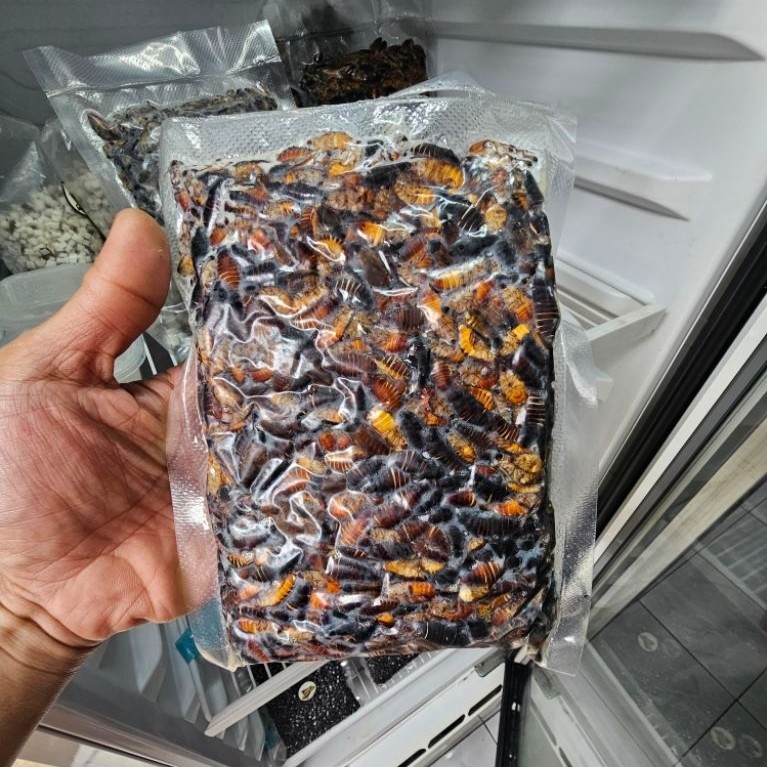KECOA BATU MERAH / CERE MENJE TINGGAL PAKAI