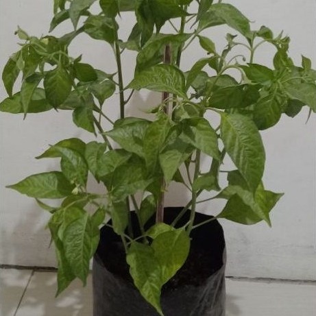 Tanaman Cabe Rawit Setan Cabe Merah Pohon Cabe Rawit Setan Untuk Budidaya