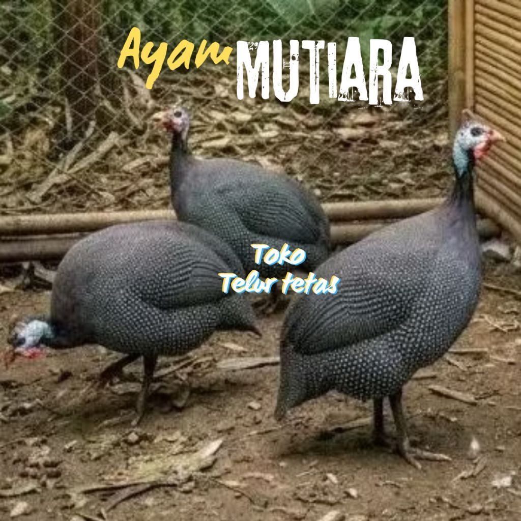 TELUR AYAM MUTIARA ASLI UNTUK DITETASKAN