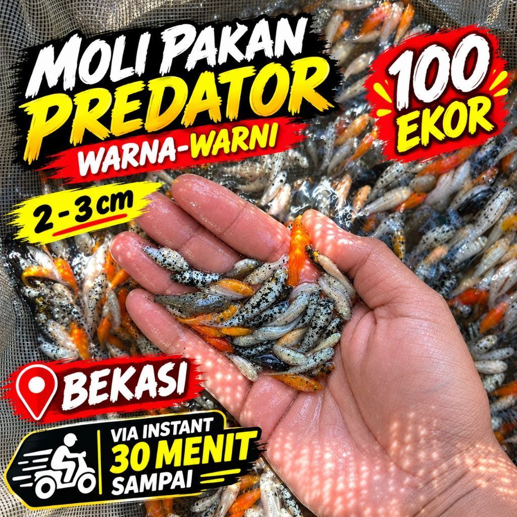 IKAN MOLLY Pakan Predator 100 Ekor 30 Menit sampai Ukuran 2-3cm Moli Oren Hitam Random Pakan Toman G