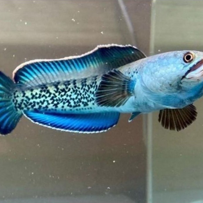 baby Stewarti Karigailong 2-3cm