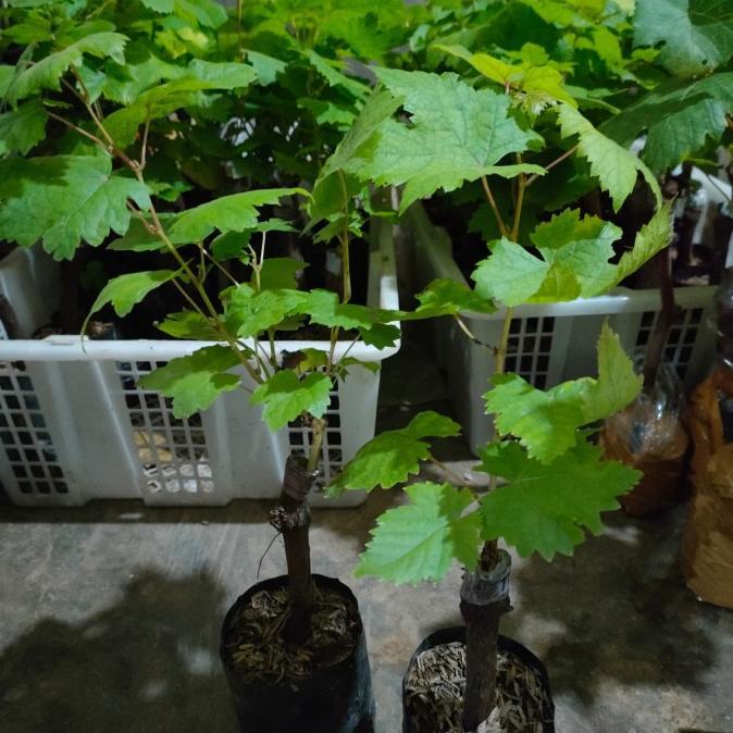 >> Bibit Anggur Import Jupiter kondisi berbunga hasil cating(bonus pupuk)
