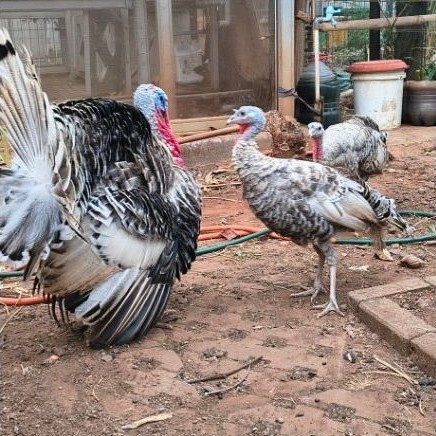 indukan ayam kalkun sudah bertelur