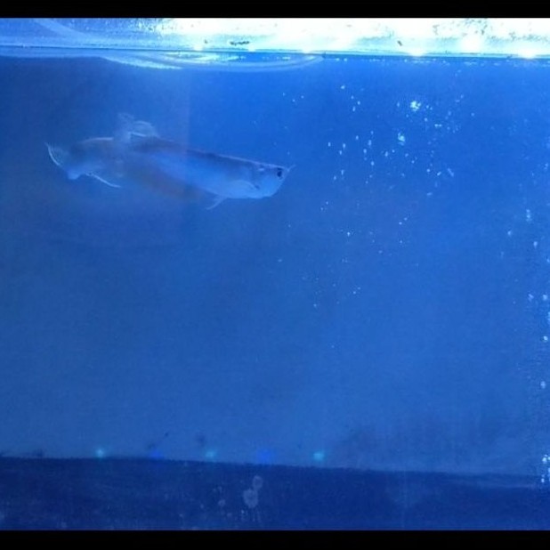 Ikan Arwana silver red