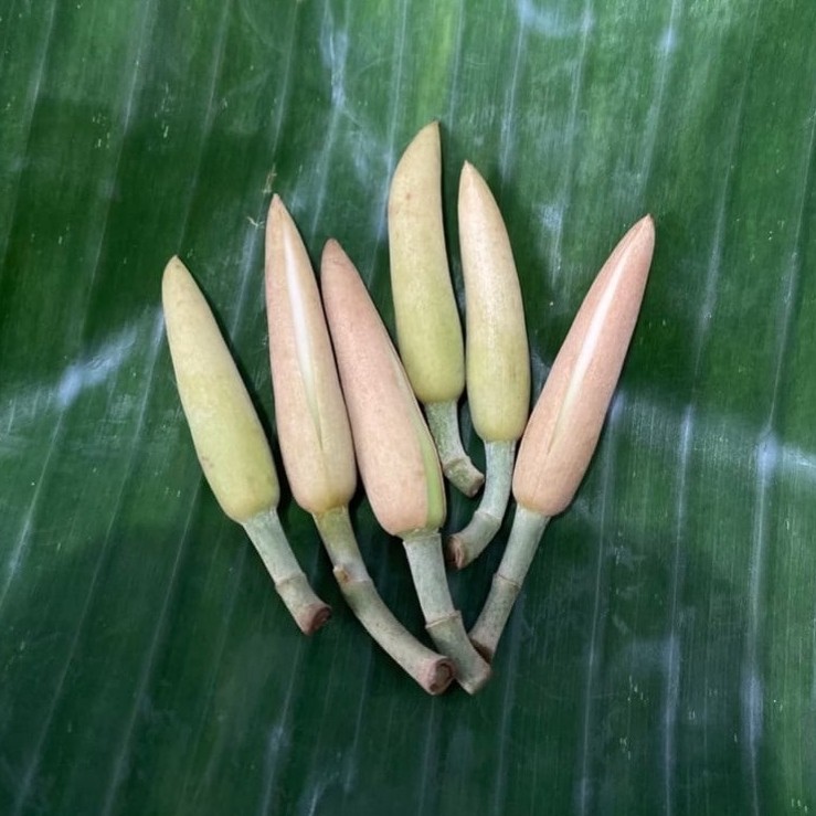 Bunga Kantil Segar / bunga kantil putih - Aroma Harum Alami