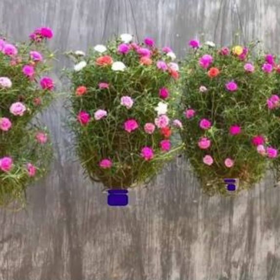 Bibit Bunga Krokot Warna Warni dengan Warna Merah, Pink, Kuning, Orange, Fanta, Putih