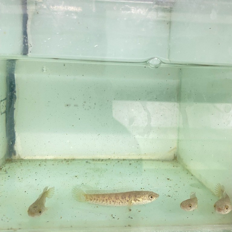 Auranti cb pulosari 4-5cm