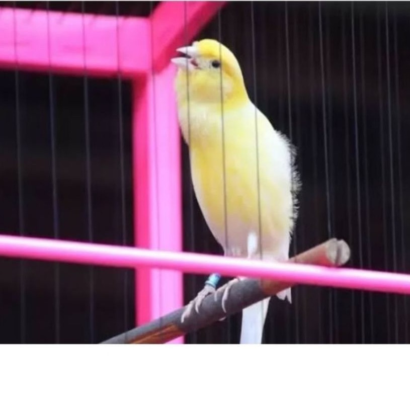 Burung Kenari Gacoran Warna Cerah seri Loper
