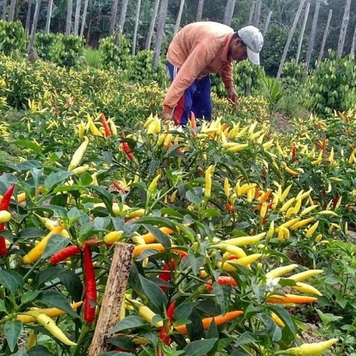 [Cod] - 25 Biji - Benih Cabai Rawit Unggul Japlak Putih - Berbuah Lebat Bibit