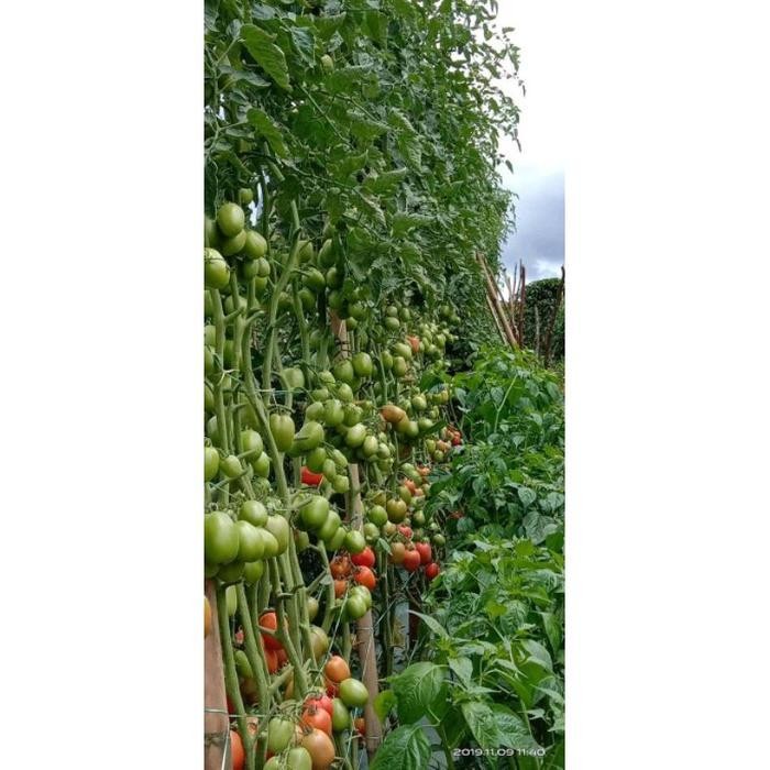 Cod - 20 Biji - Benih Tomat Buah - Tm Vista Buah Lebat, Daging Tebal, Bibit Sayuran, Benih Sayuran T