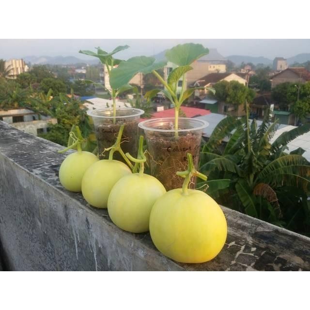 [Cod] - 3 Biji - Benih Melon Apel Kecil Manis, Melon Madu Import
