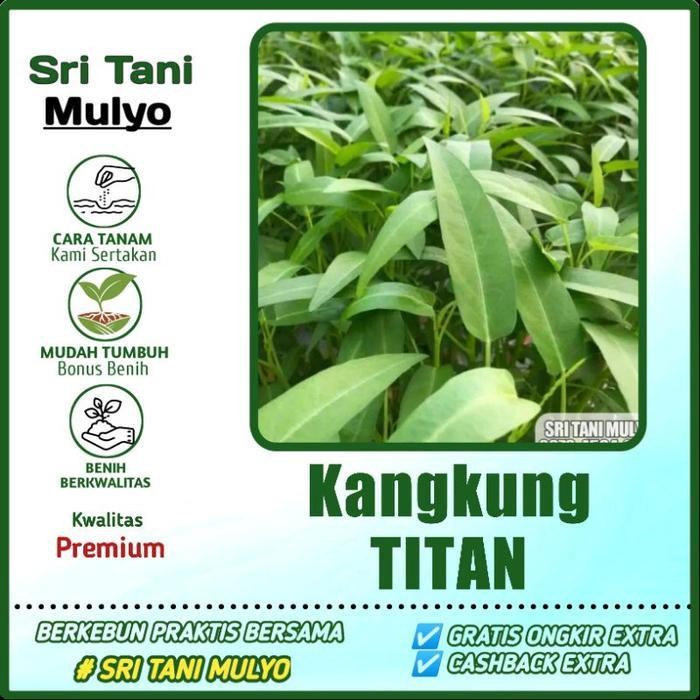 Cod - 500 Biji - Benih Kangkung Hibrida - Kangkung Daun Lebar - Benih Sayuran - Bibit Sayuran Daun S