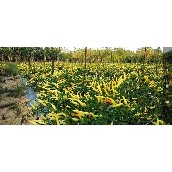 [Cod] - 25 Biji - Benih Cabai Rawit Dewata 43 F1 - Bibit Tanaman Sayur Sayuran Cabe Cabai Viral Siga