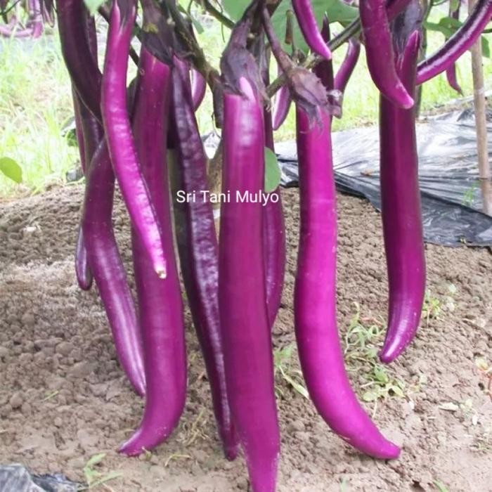 [Cod] - 25 Biji - Benih Terong Ungu Welut - Terong Ungu Panjang
