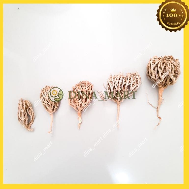 

Rumput Fatimah Asli Arab Rumput Fatimah Untuk Persalinan Rumput Fatimah Original Rumput Fatimah Arab