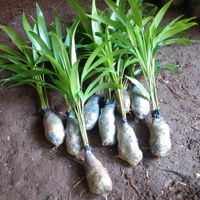 

LS bibit pohon palem kuning