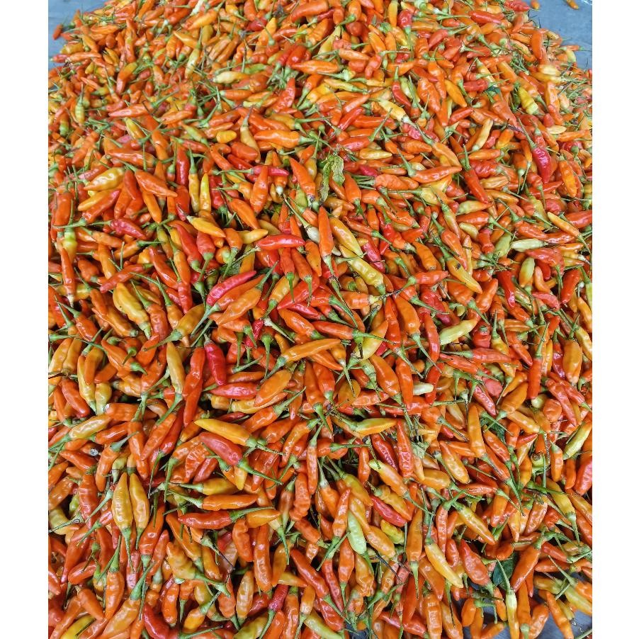 

Inspiratif Cabe Rawit Merah 1Kg / Cabai Rawit Merah 1 Kg / Lombok Rawit Merah Fresh 1 Kg Cabe Rawit Setan Packing Kardus