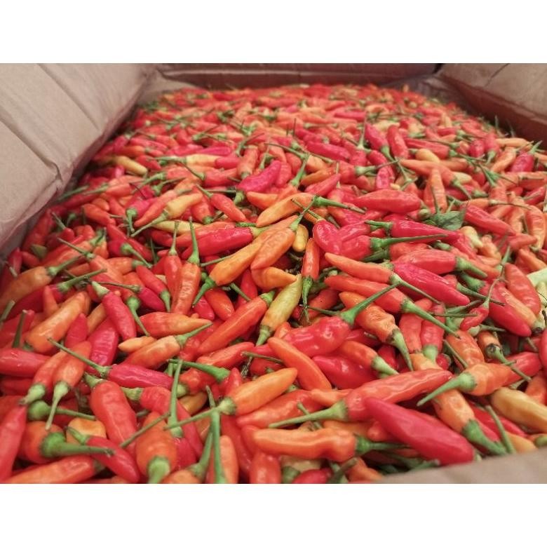 

Premium Cabe Rawit Merah Ori / Cabai Rawit Merah 500 Gr Super