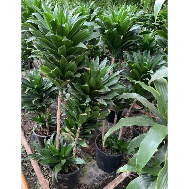 Paket 3 Tanaman Hias Dracaena Compacta / Janet Craig