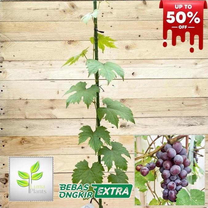 paket 6 bibit anggur - bibit anggur unggul - bibit buah anggur