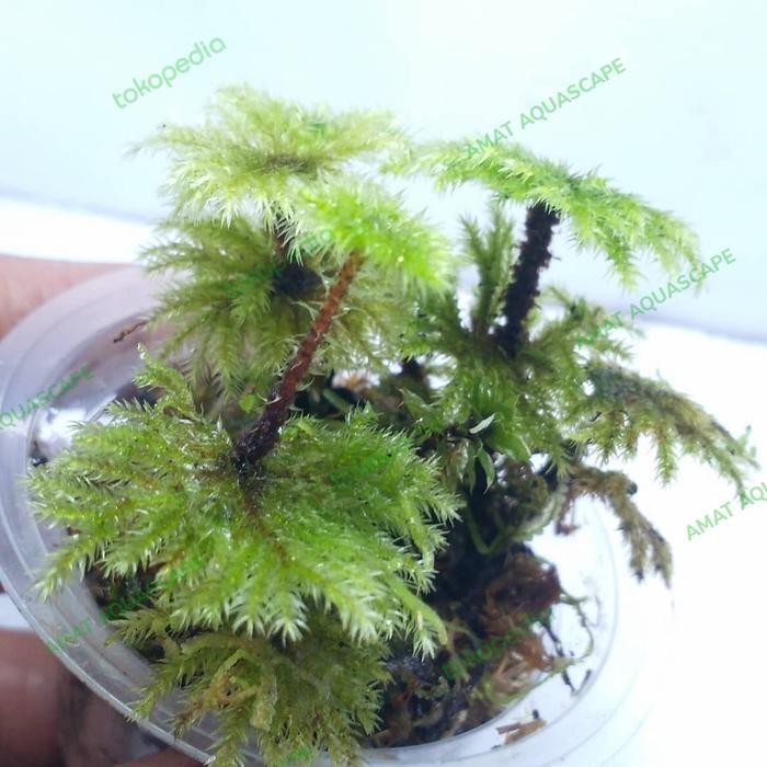 RAS Umbrella moss | Moss Payung Aquascape Paludarium Terrarium Vivarium