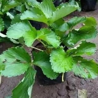 PREMIUM Bibit Tanaman Buah Strawberry Jumbo/Pohon Buah Strawberry Jumbo/Austra