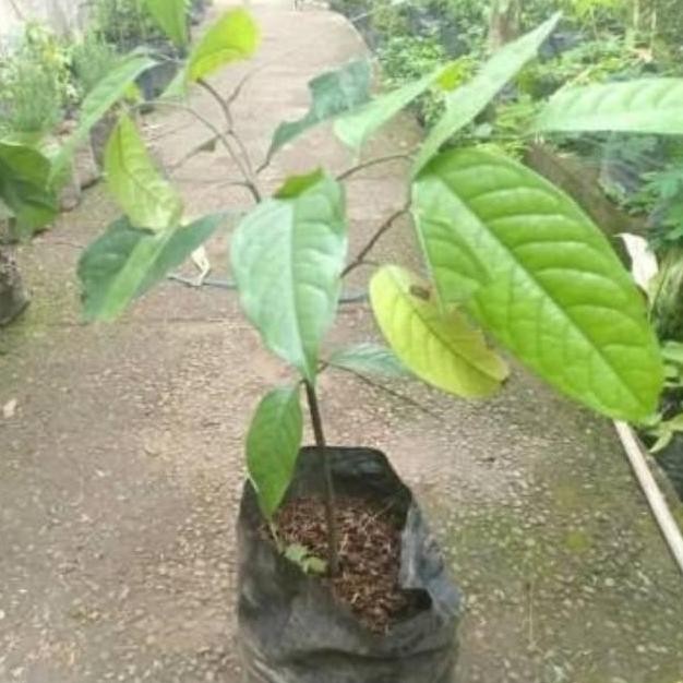 BIBIT KESEMEK JUMBO UNGGUL CEPAT BERBUAH