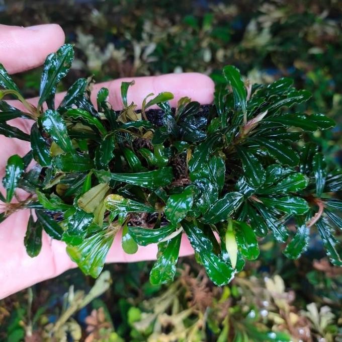 BUCE SP MINI BUCEPHALANDRA AQUATIC PLANT