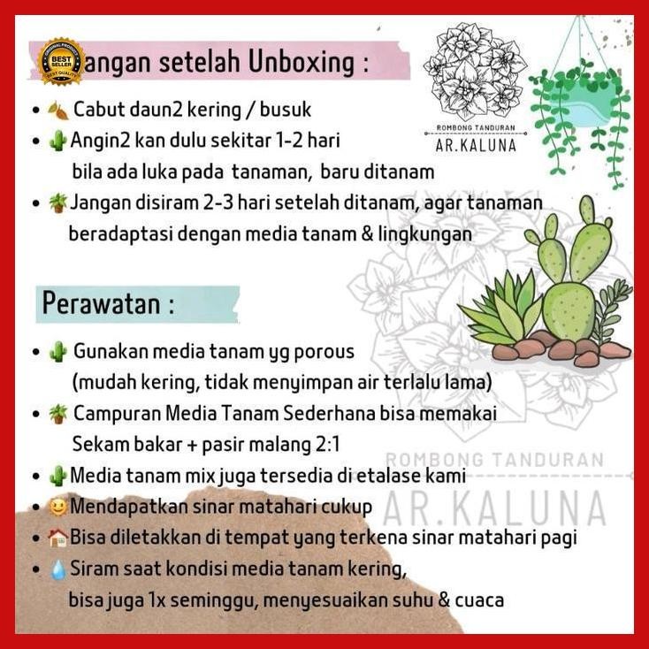(Terbaru) Cryptanthus Acaulis ' Kriptantus Hijau ' Sukulen Kaktus Tanaman Hidup Bestseller