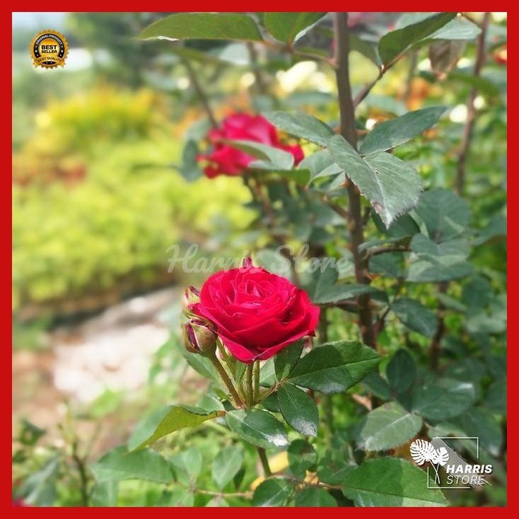 (Diskon) Bibit Bunga Hidup Thornless Rose Mawar Tanpa Duri Tanaman Hias Outdoor Bestseller