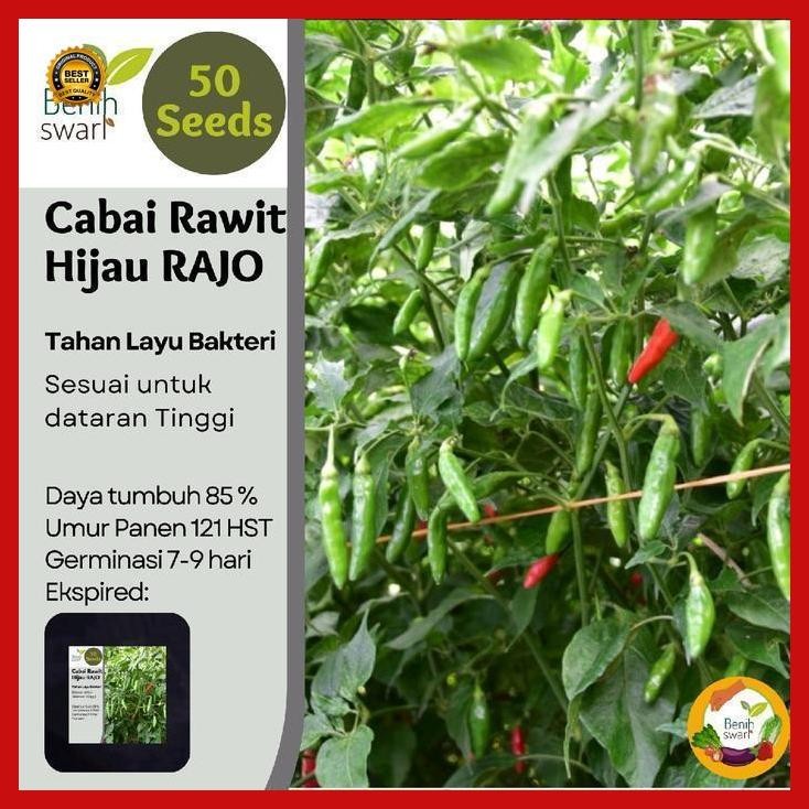(Best Saller) Isi 50 Butir Benih Cabai Rawit Hijau Rajo Bestseller